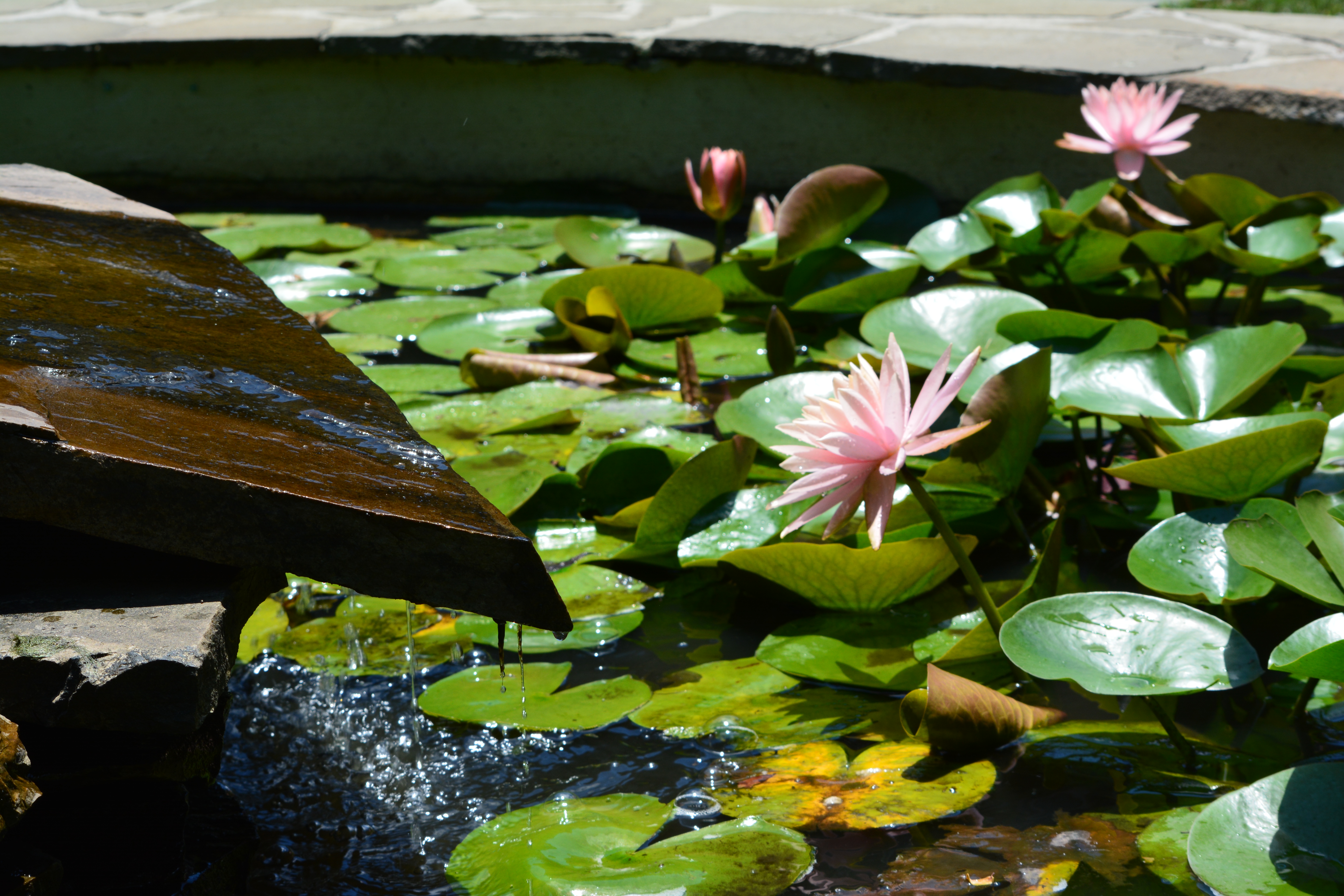 A Sacred Pause - An Invitation to Mindfully Consider Grief, Loss, and Mortality