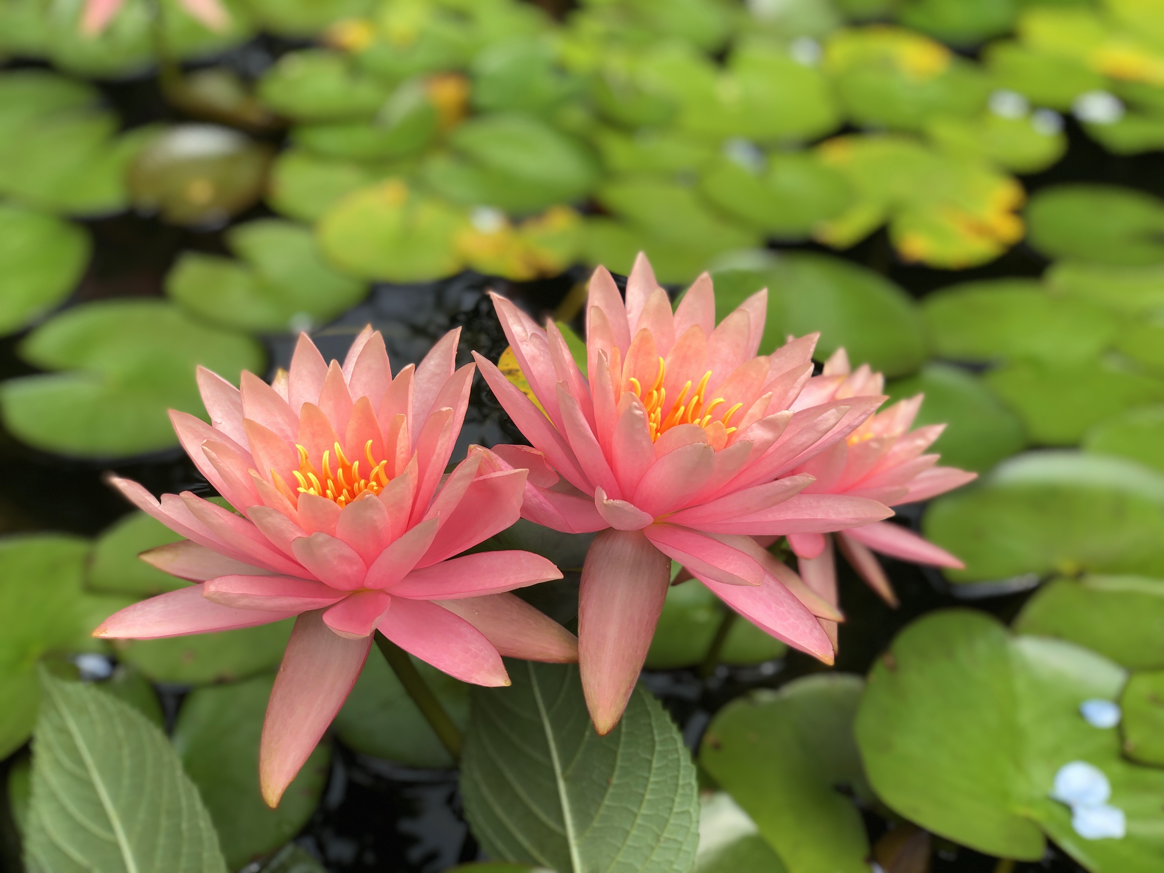 A Sacred Pause: Weekend Retreat on Grief, Dying, and Living