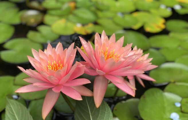 A Sacred Pause: Weekend Retreat on Grief, Dying, and Living